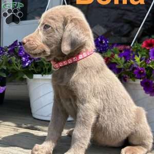 Bella, Silver Labrador Retriever Puppy